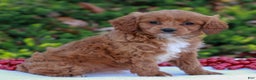 Cavapoo dogs for sale: Darcy  - Ad 3