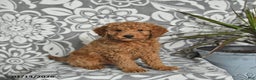Mini Goldendoodle dogs for sale: River - Ad 1