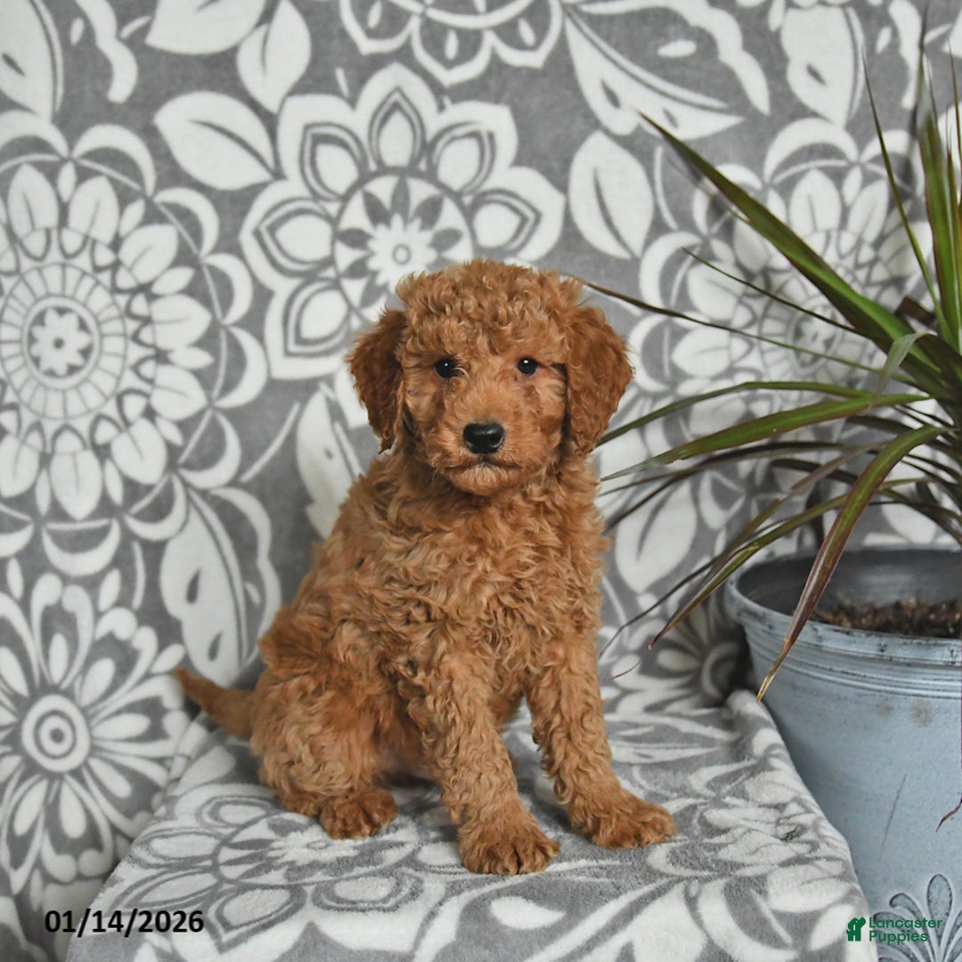 Mini Goldendoodle dogs for sale: River - Ad 1
