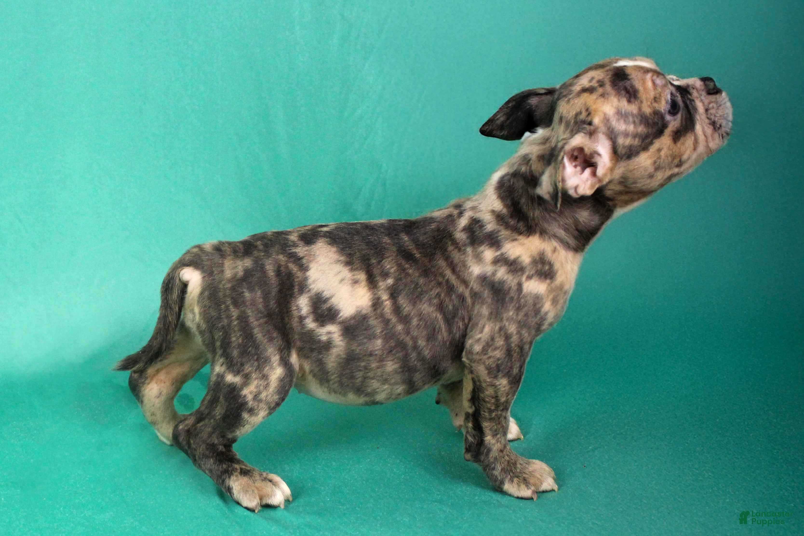American Bully dogs Black Brindle Merle Female - Ad 2
