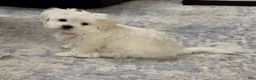 Malshi dogs for sale: Elaine - Fluffy White Teddy Bear Malshi Puppy - Ad 1