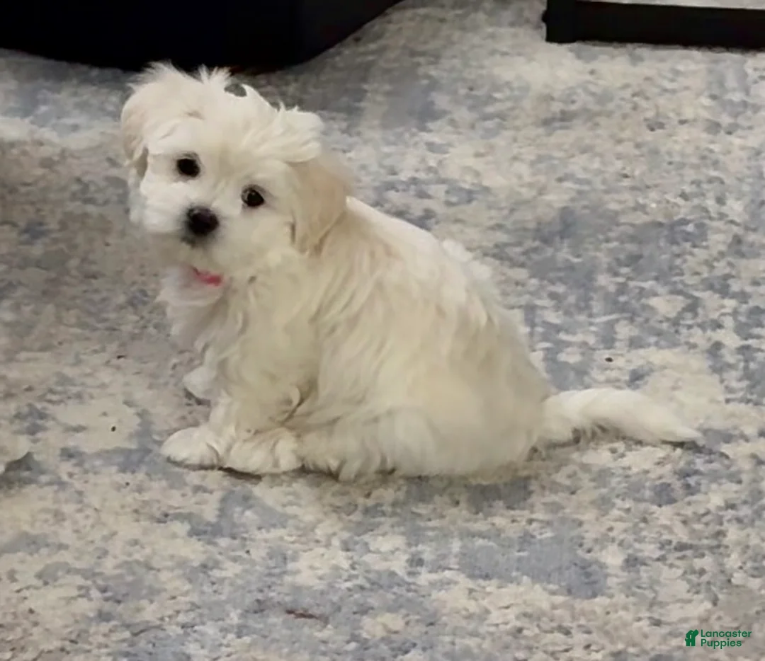 Malshi dogs for sale: Elaine - Fluffy White Teddy Bear Malshi Puppy - Ad 1