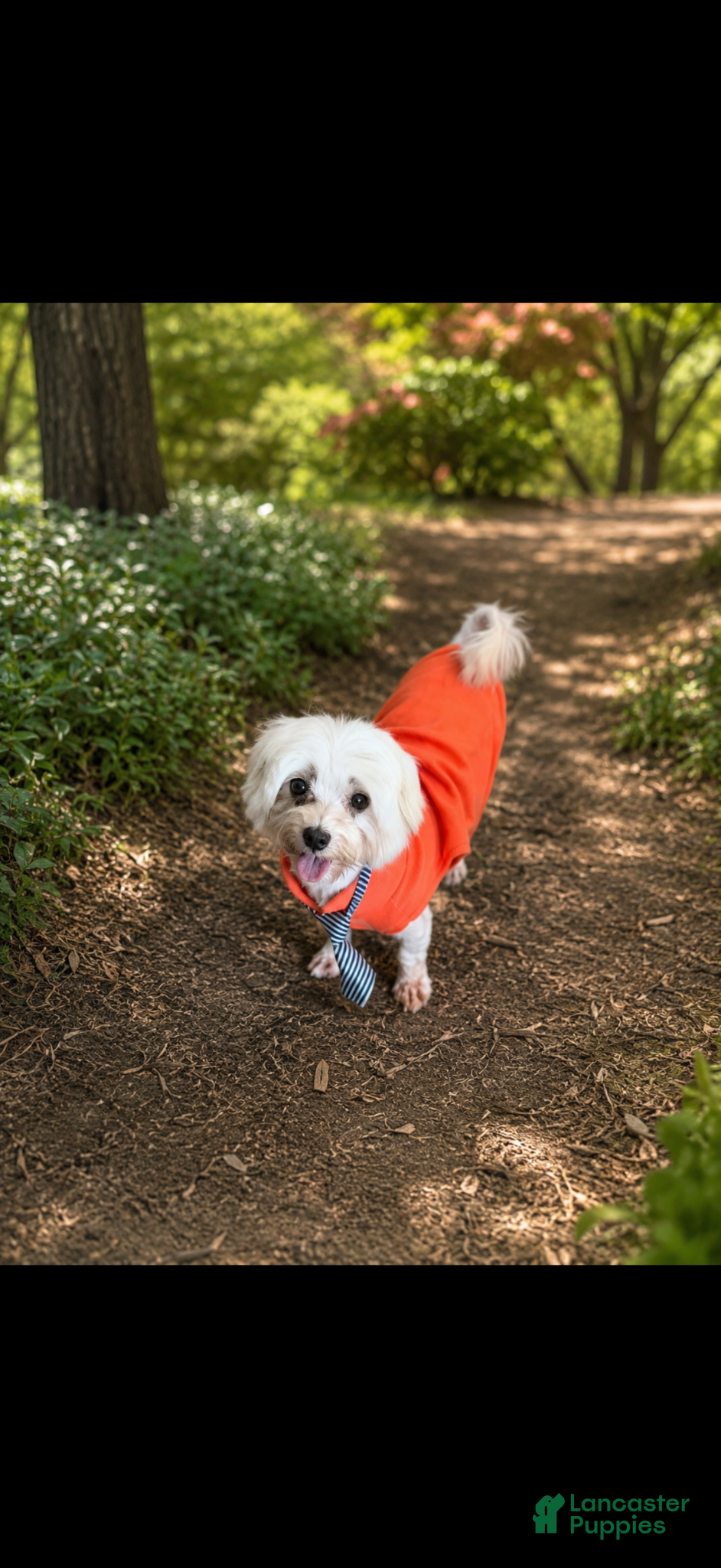 Maltese dogs Akc Jax - Ad 16
