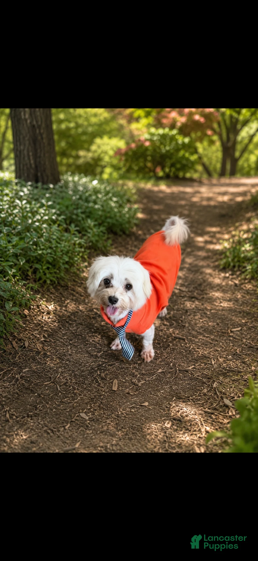 Maltese dogs for sale: Akc Jax - Ad 1