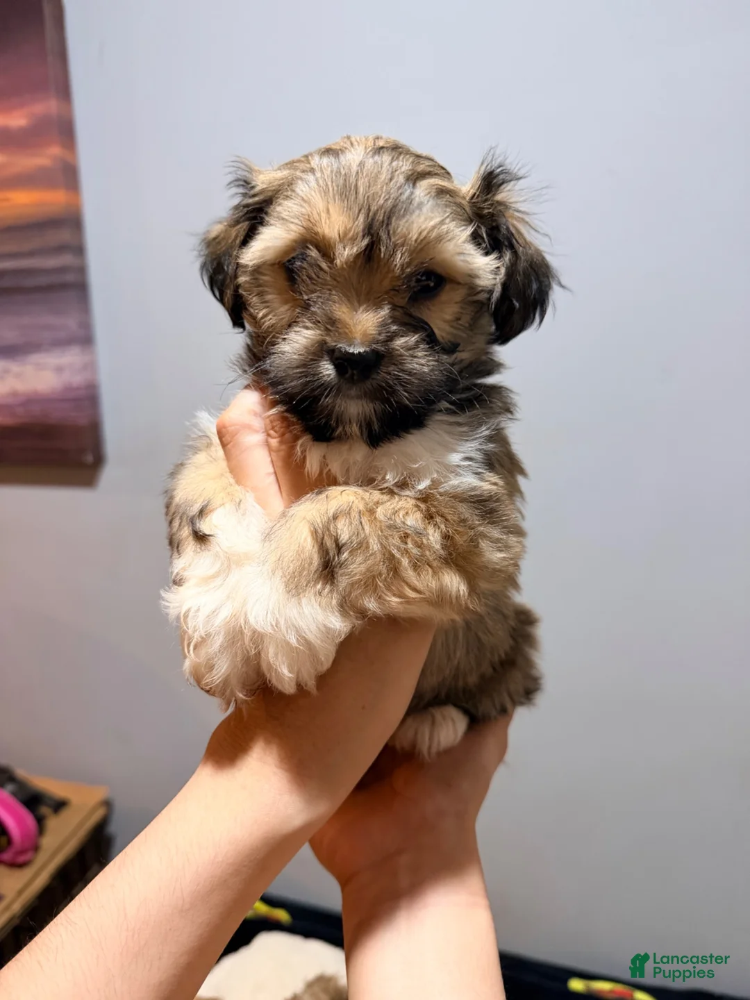Maltese dogs for sale: Little man 2  - Ad 1