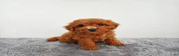 Mini Goldendoodle dogs for sale: Marly - Ad 7