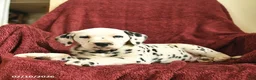 Dalmatian dogs for sale: Sailor  - Ad 4