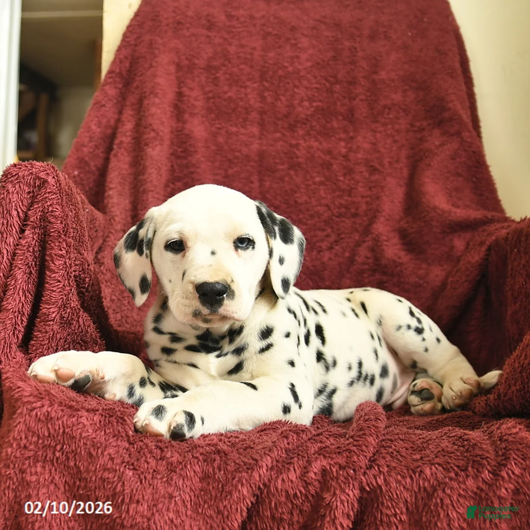 Dalmatian dogs for sale: Sailor  - Ad 4