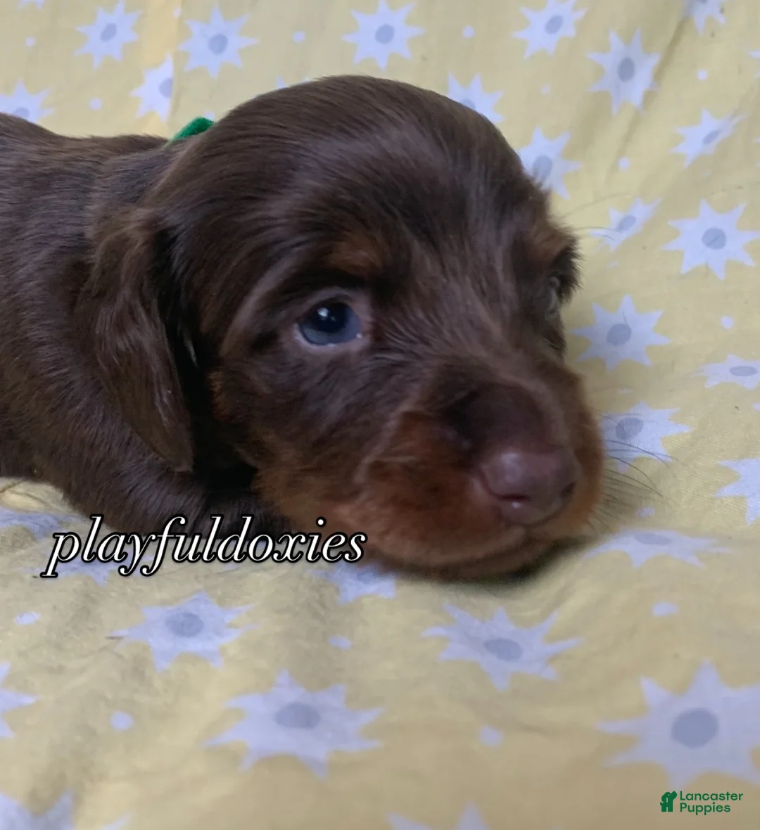 Miniature Dachshund dogs for sale: Tootsie - Ad 48
