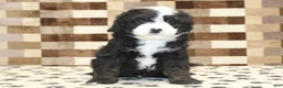 Mini Bernedoodle dogs for sale: Diesel - Ad 3
