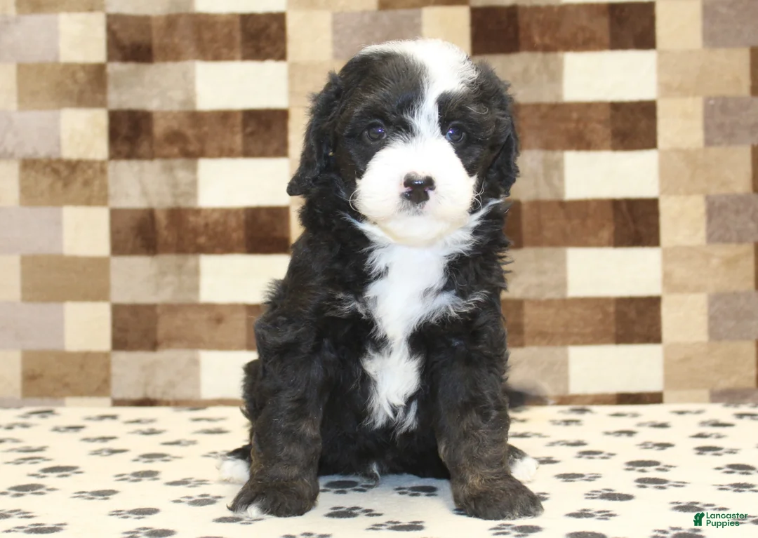 Mini Bernedoodle dogs for sale: Diesel - Ad 3