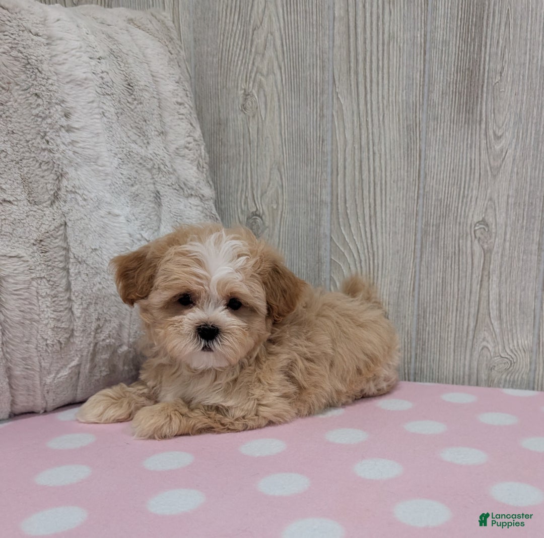 Shihpoo dogs for sale: Blossom - Ad 4