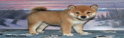 Shiba Inu dogs for sale: Kioshi - Ad 3