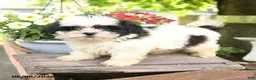 Teddy Bear dogs for sale: Everett - Ad 3