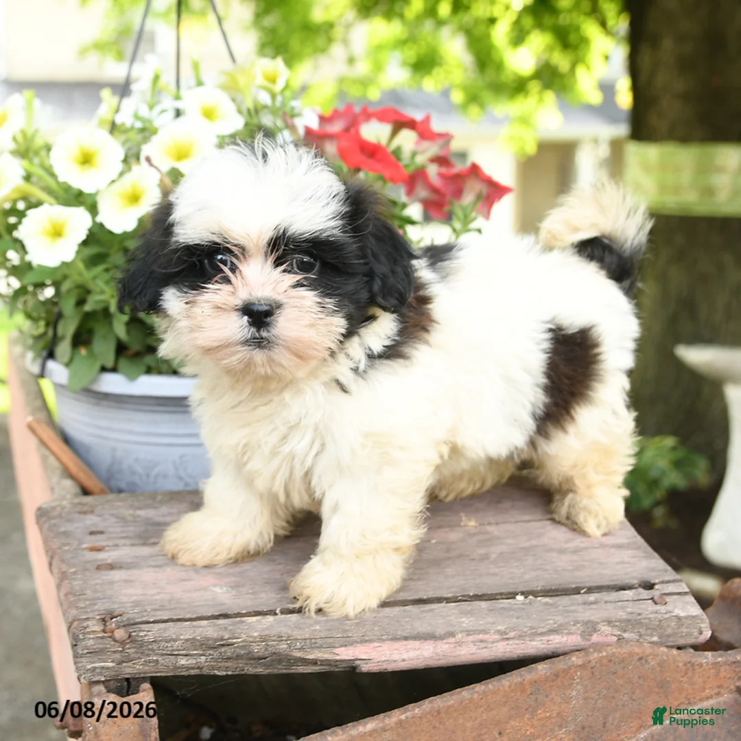 Teddy Bear dogs for sale: Everett - Ad 3