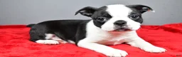 Boston Terrier dogs for sale: Carson - Ad 4