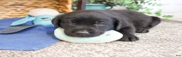 Labrador Retriever dogs for sale: Stanley  - Ad 3