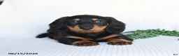 Miniature Dachshund dogs for sale: Dallas - Ad 5