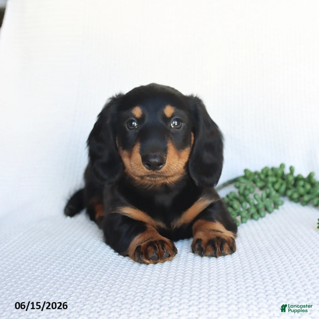 Miniature Dachshund dogs for sale: Dallas - Ad 5