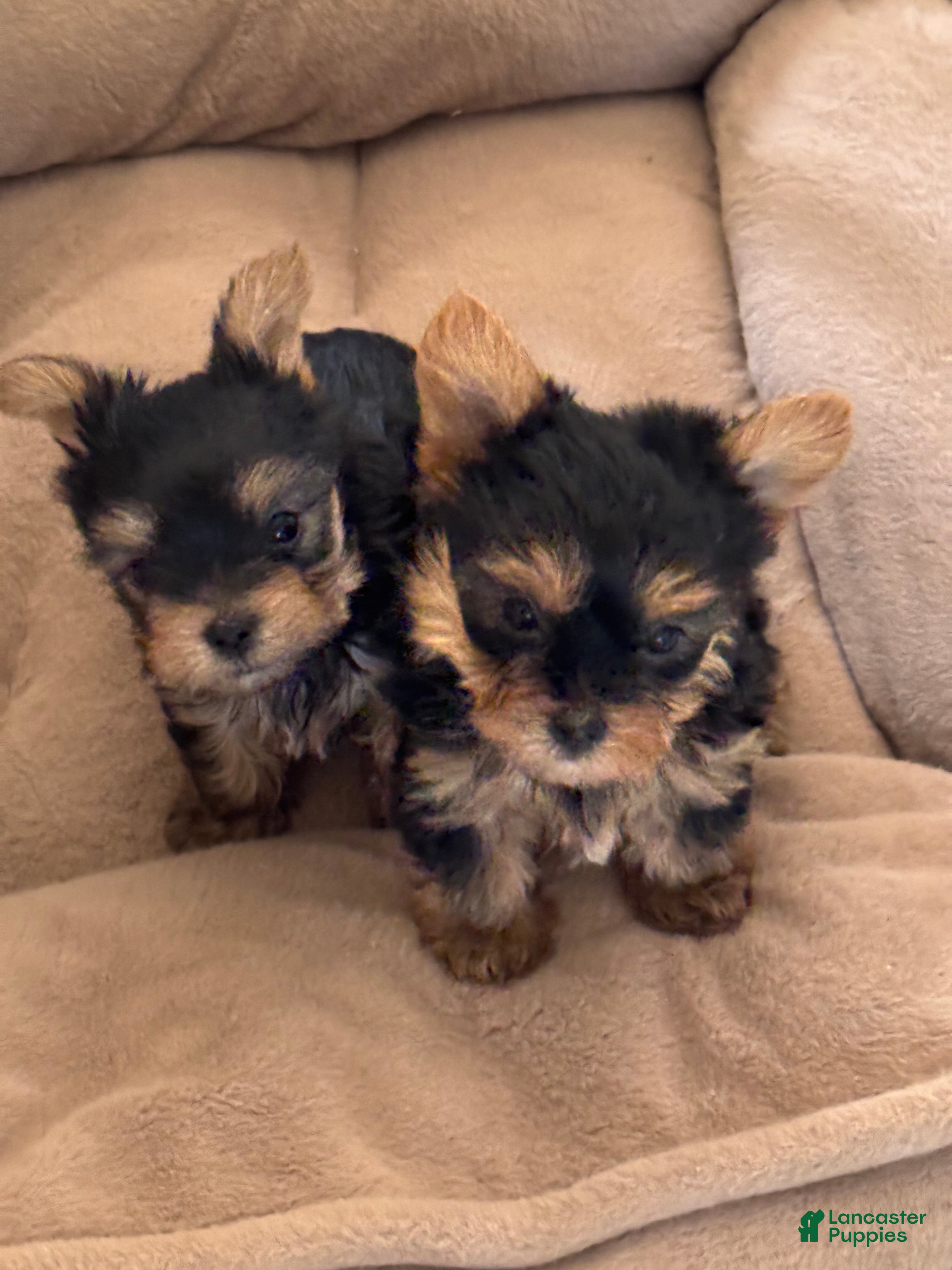 Yorkshire Terrier dogs Yorkshire Terrier 1 - Ad 24