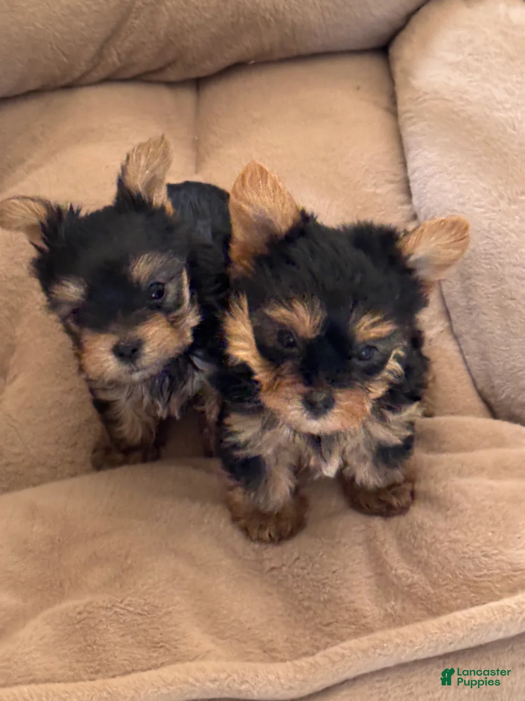 Yorkshire Terrier dogs for sale: Yorkshire Terrier 1 - Ad 1