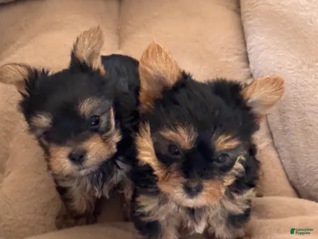 Yorkshire Terrier dogs Yorkshire Terrier 1 - Ad 31