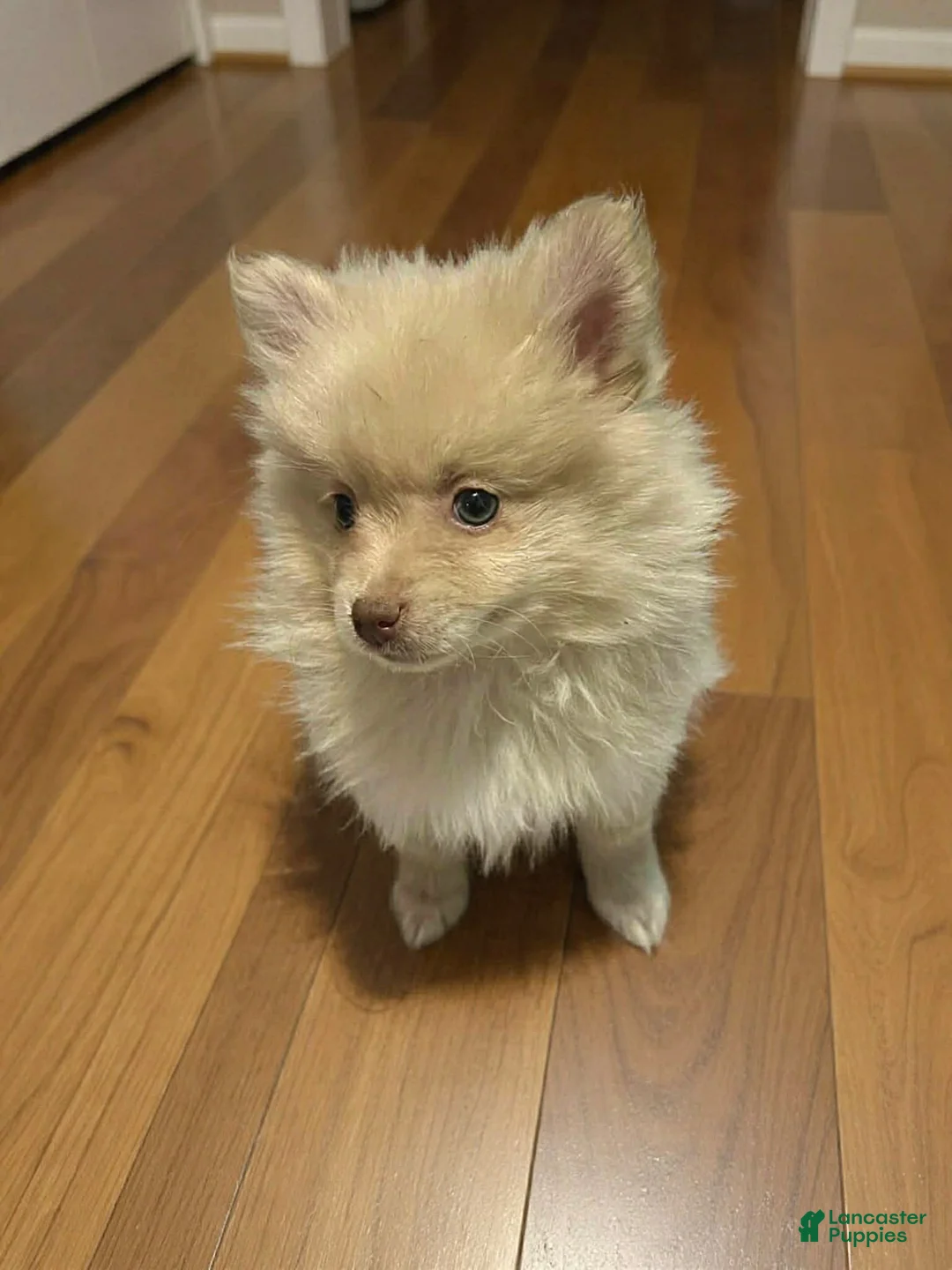 Pomeranian dogs for sale: Teddi - Ad 1