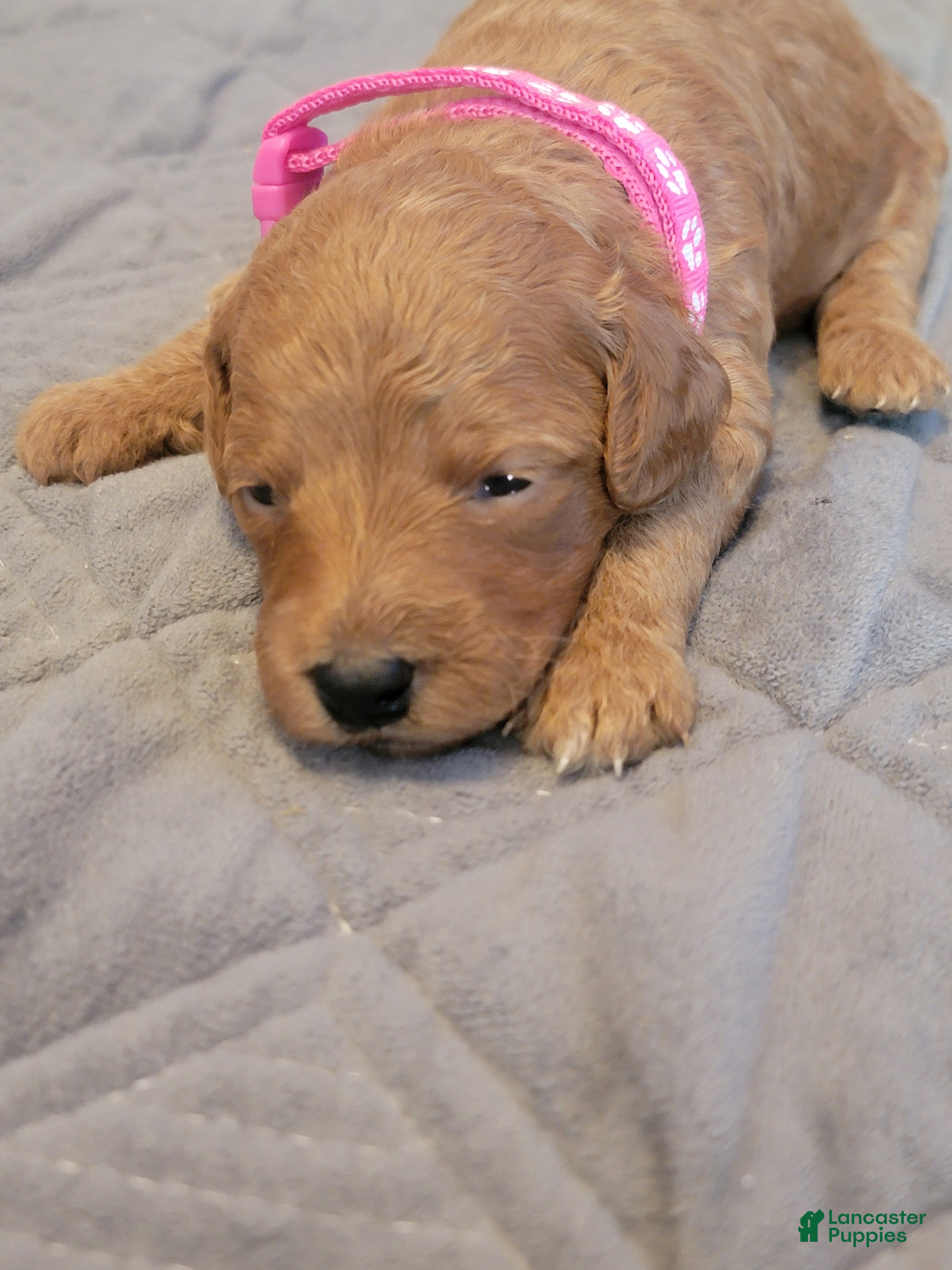 Mini Goldendoodle dogs ivy - Ad 1