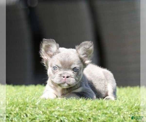 French Bulldog dogs SHANIA - LILAC TAN FLUFFY IN LA CA - USA DELIVERY - Ad 37