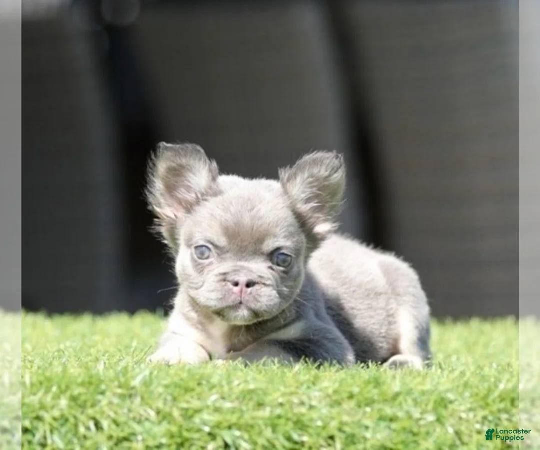 French Bulldog dogs for sale: SHANIA - LILAC TAN FLUFFY IN LA CA - USA DELIVERY - Ad 1