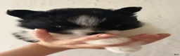 Pomeranian dogs for sale: Lana  - Ad 5