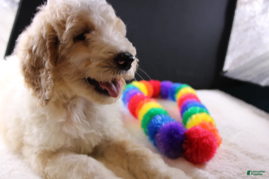 Standard Poodle dogs for sale: Waylon J - Ad 2