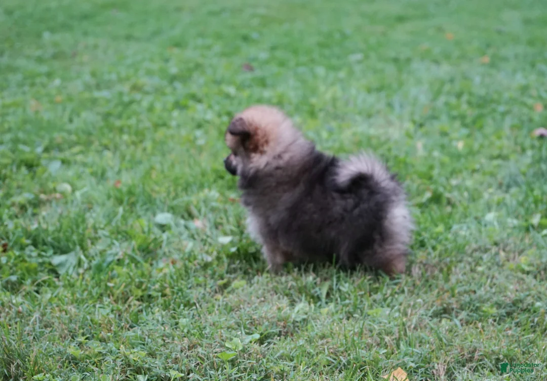 Pomeranian dogs for sale: Quinn  - Ad 2
