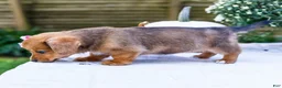 Mixed Breed dogs for sale: Coco - Ad 25
