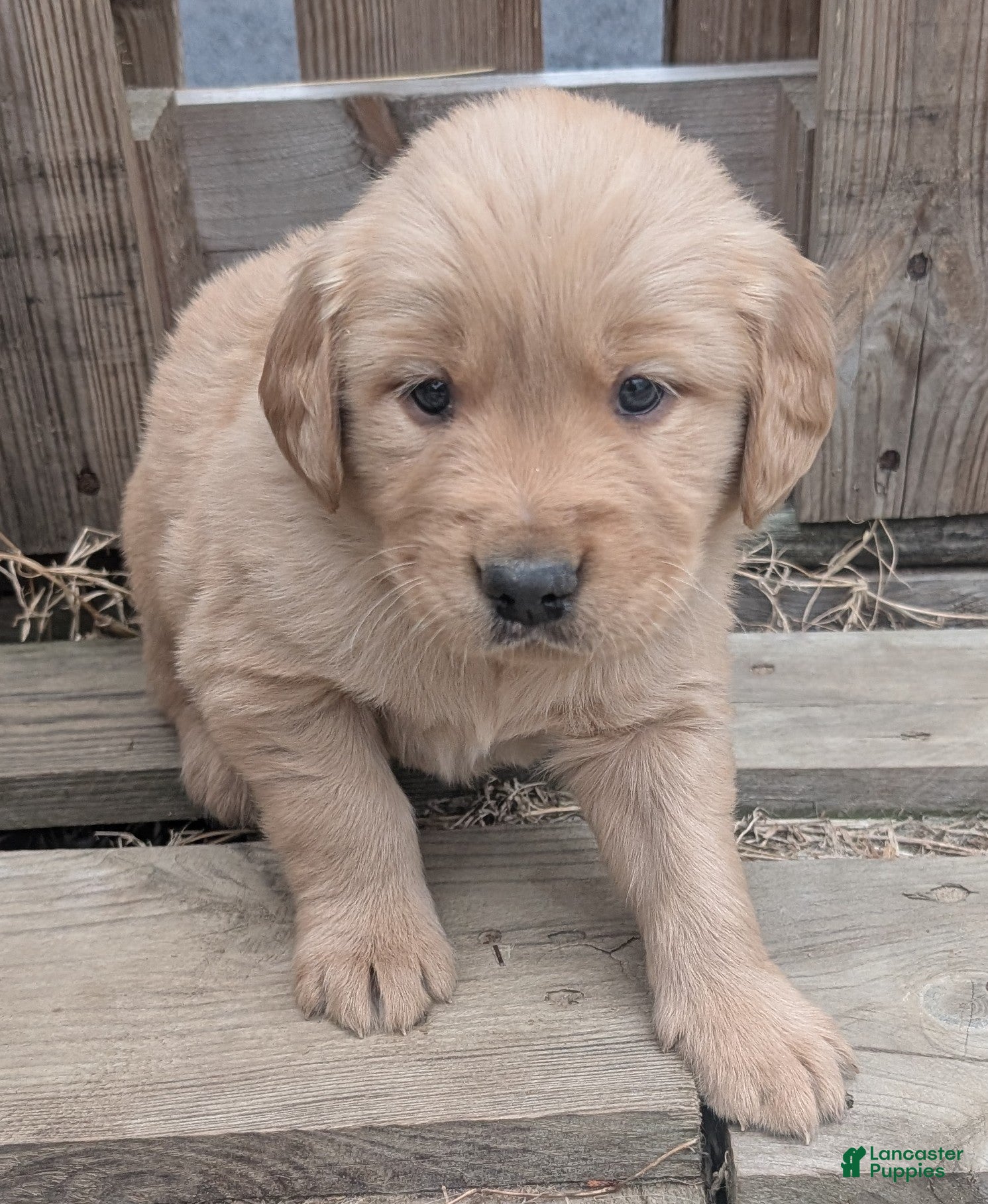 Golden Retriever dogs Finn - Ad 42