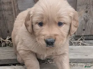 Golden Retriever dogs Finn - Ad 29
