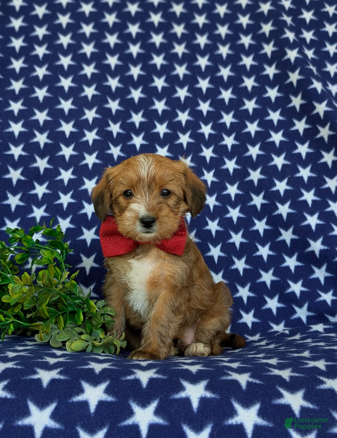 Shorkie dogs for sale: Luke Hypoallergenic - Ad 1