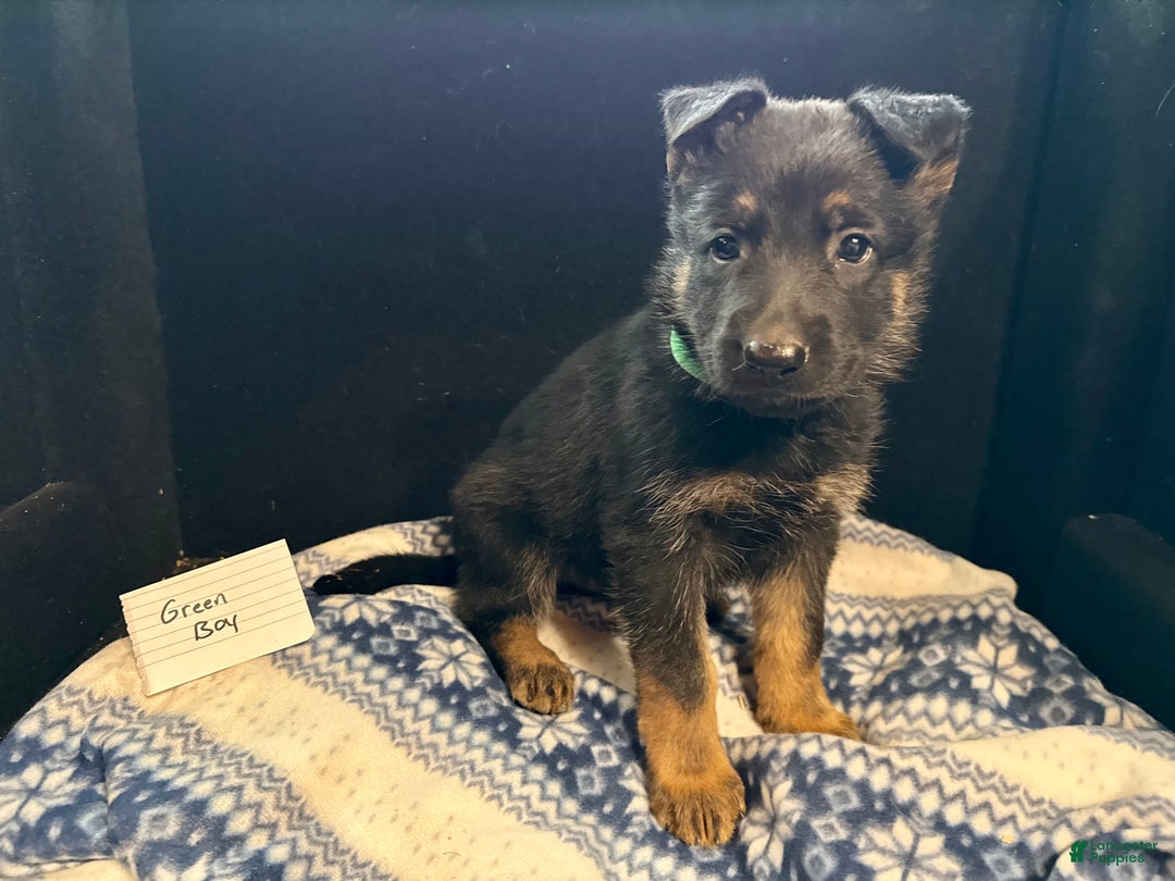 Newborn German Shepherd Litter Top Newborn German Shepherd Puppy - Main Image