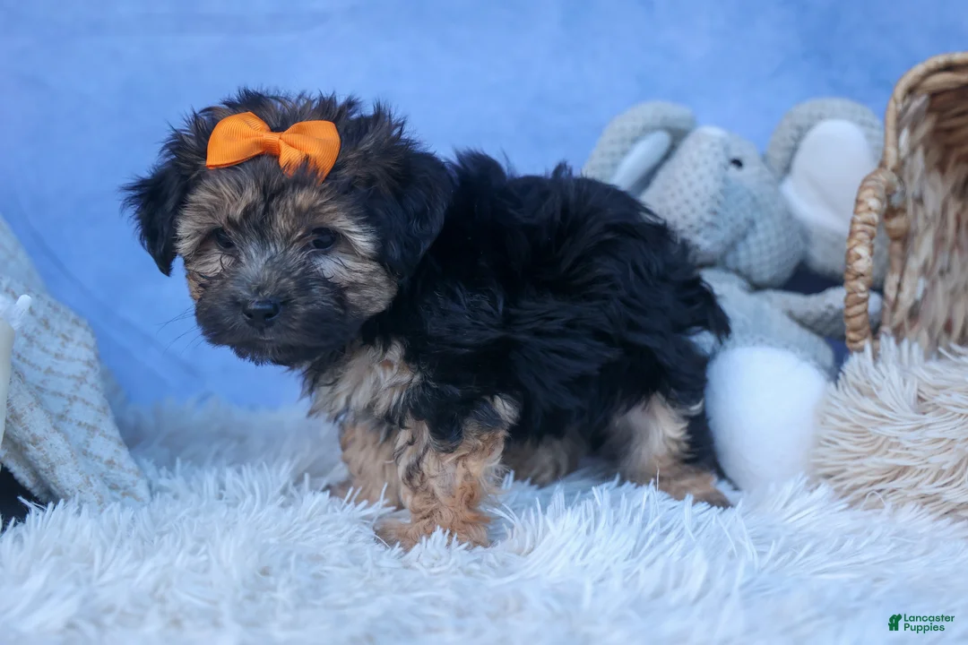 Yochon dogs for sale: MARLEY - Ad 2