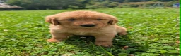 Golden Retriever dogs for sale: Sky - Ad 4