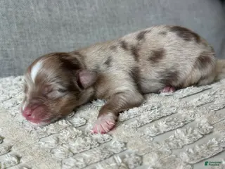Australian Shepherd dogs Australian Shepherd Male 1 - Ad 1