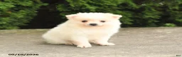 Pomeranian dogs for sale: Marshmallow - Ad 4