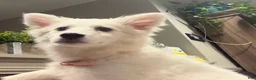 American Eskimo dogs for sale: American Eskimo 1 - Ad 3
