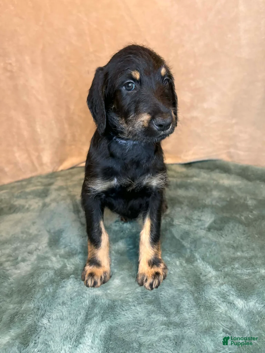 Mixed Breed dogs for sale: Heidi - Ad 2