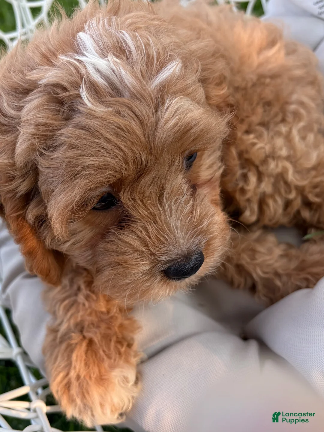 Maltipoo dogs for sale: Maltipoo 1 - Ad 2