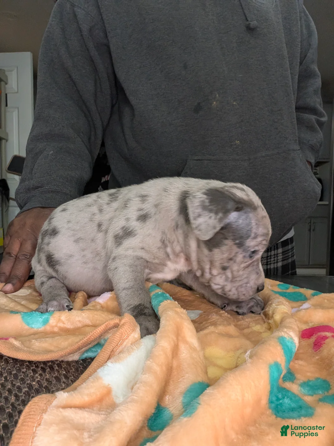 American Bully dogs for sale: American Bully Puppy 2 - Ad 2