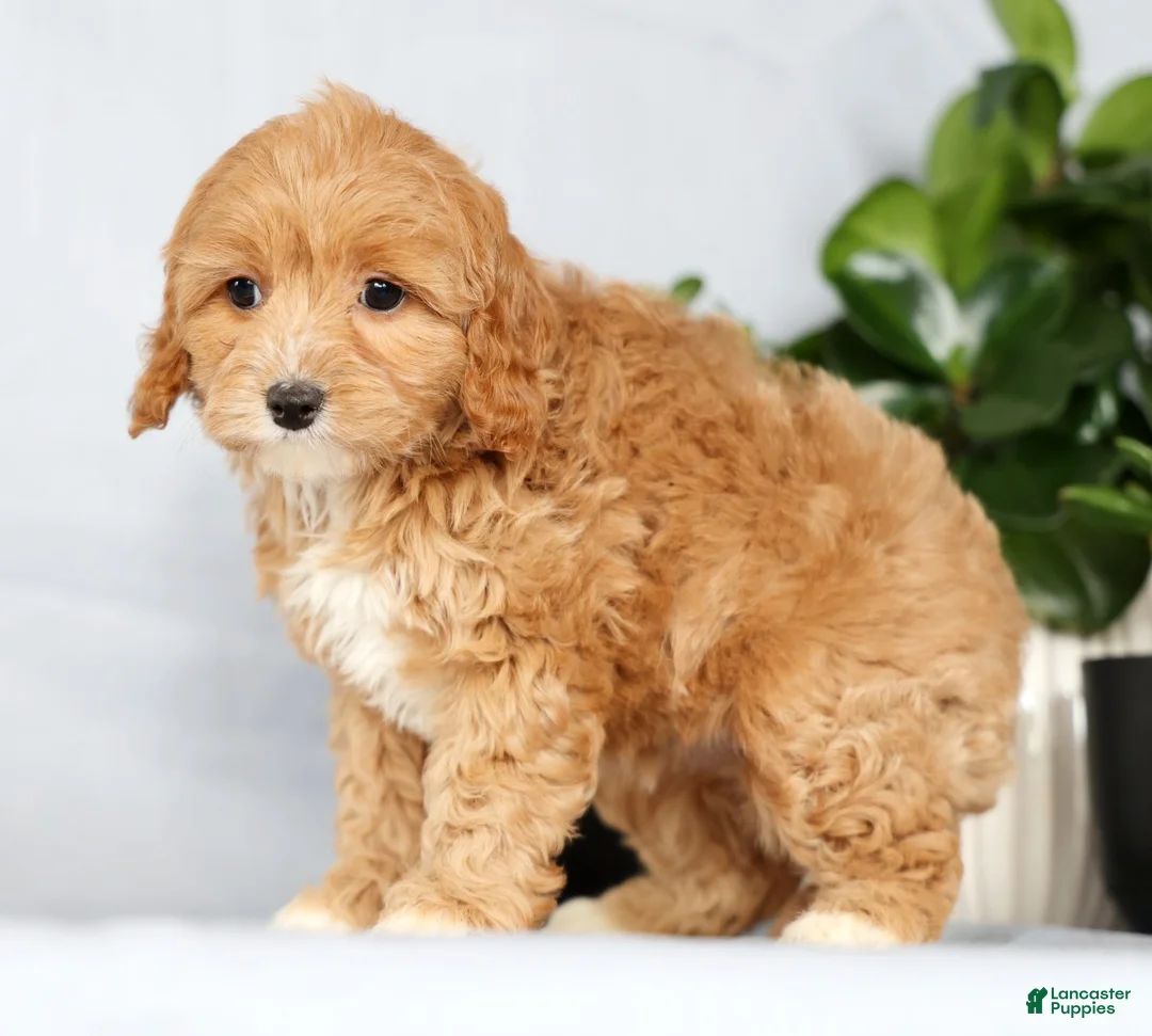 Cavapoo dogs for sale: Paisley - Ad 4