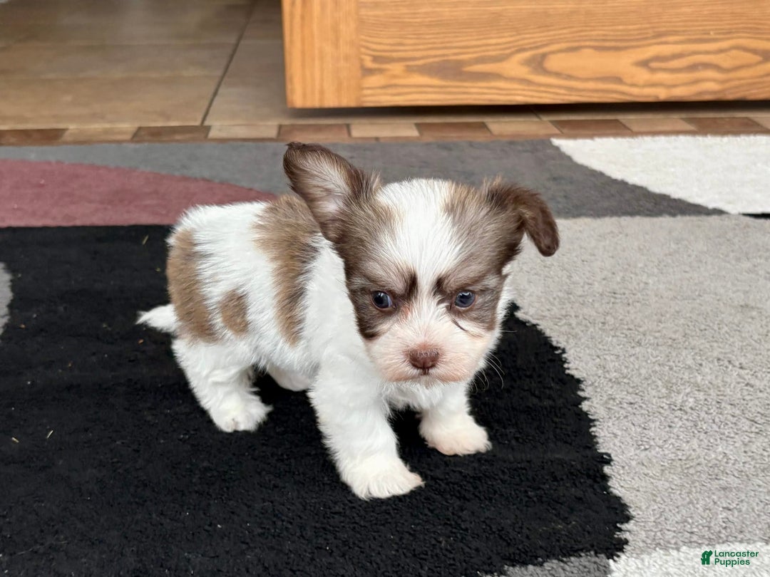 Coton De Tulear dogs for sale: Rita - Ad 6