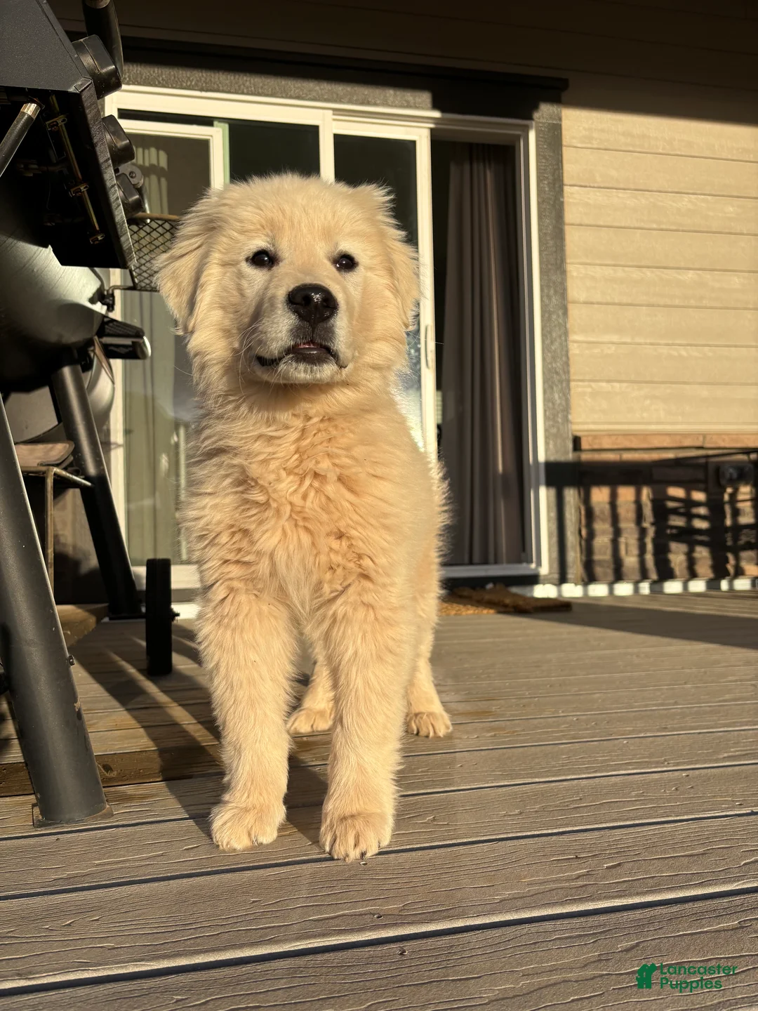 Mixed Breed dogs for sale: Bandit - Ad 1