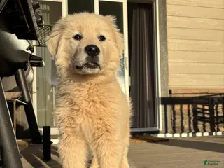 Mixed Breed dogs Bandit - Ad 3